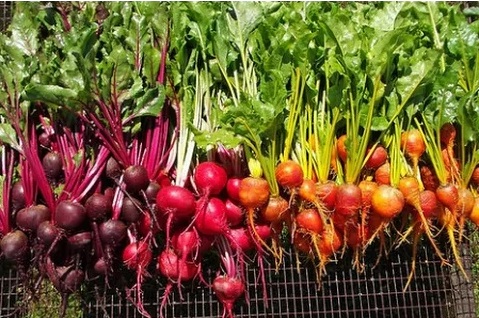 Beets an important detox food – The Secret to a Healthy Body